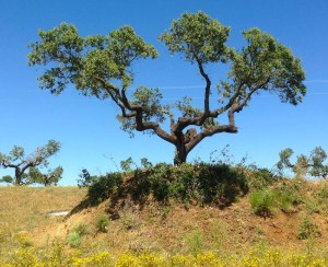 cork tree 100