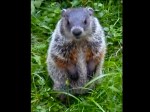 groundhog